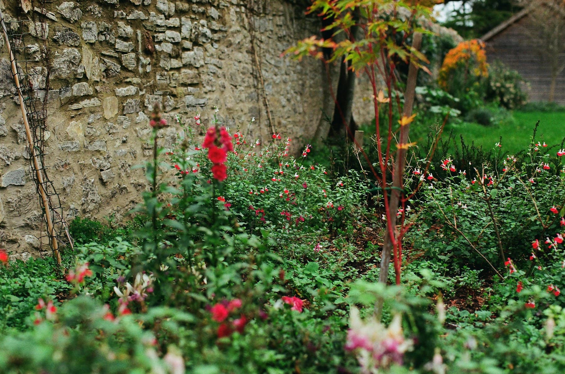 Established garden border in flower against a stone wall